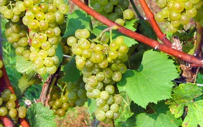 Chardonnay grapes.