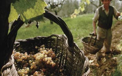 Grapes harvest.