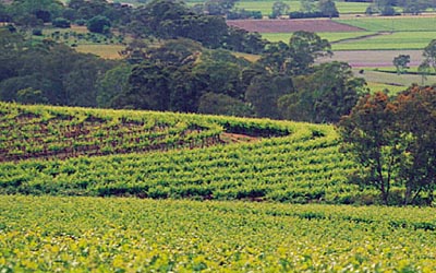 Vineyard on a hill.