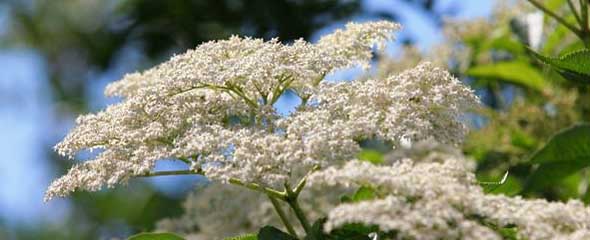 elderflower Elderflower blossom